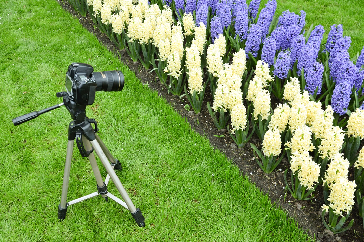 Statief bij het fotograferen van bloemen