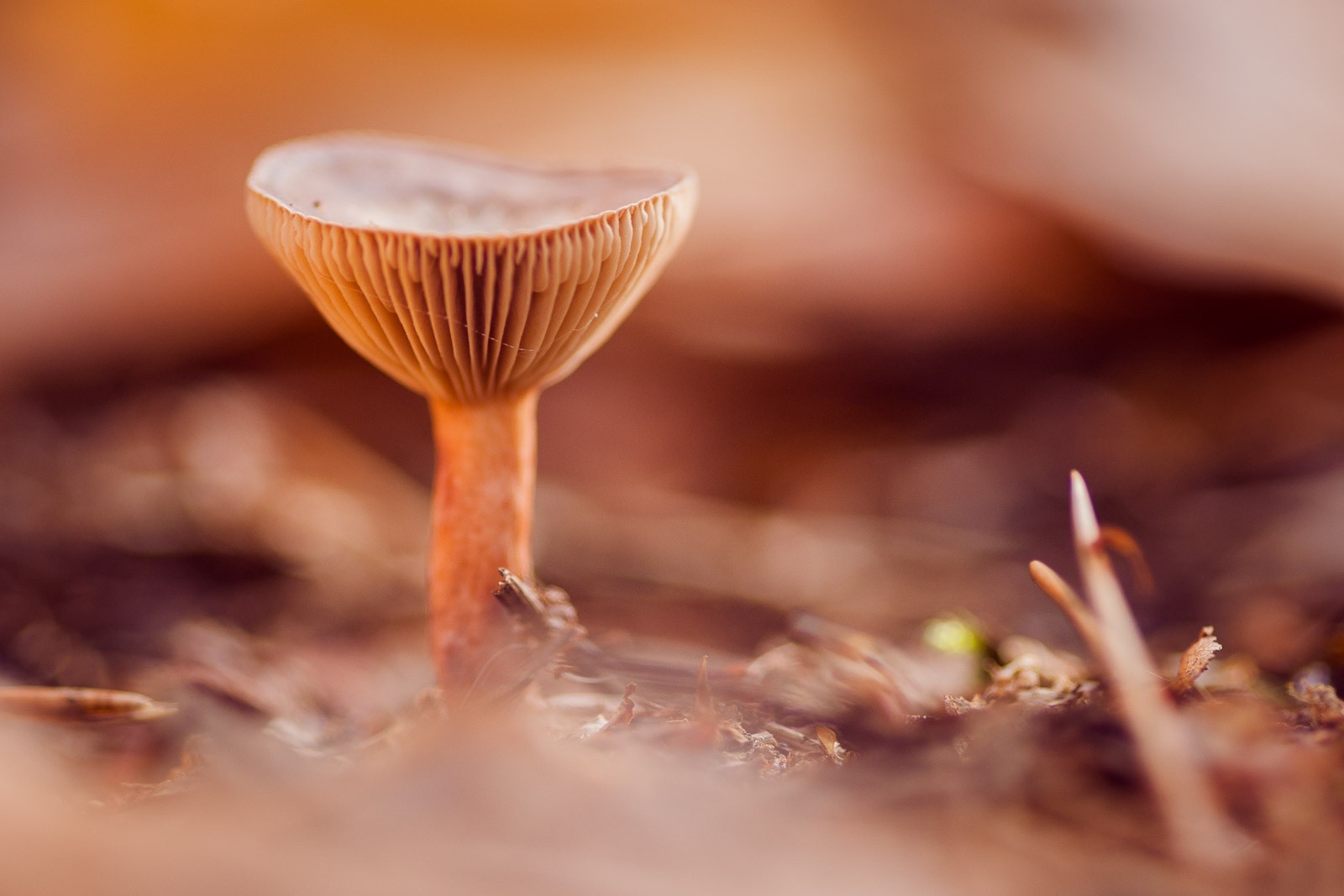 Storend takje in de foto