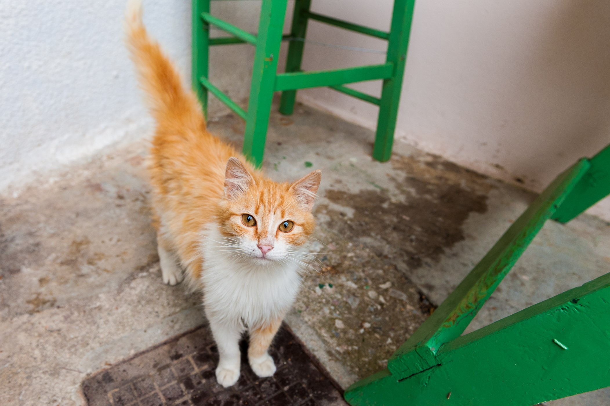 Ook als je buiten (straat)katten fotografeert, let je goed op de omgeving. Dit was een super lief dier dat bij het restaurant van z'n baasjes rondliep in Griekenland. Maar de foto is niet in balans.