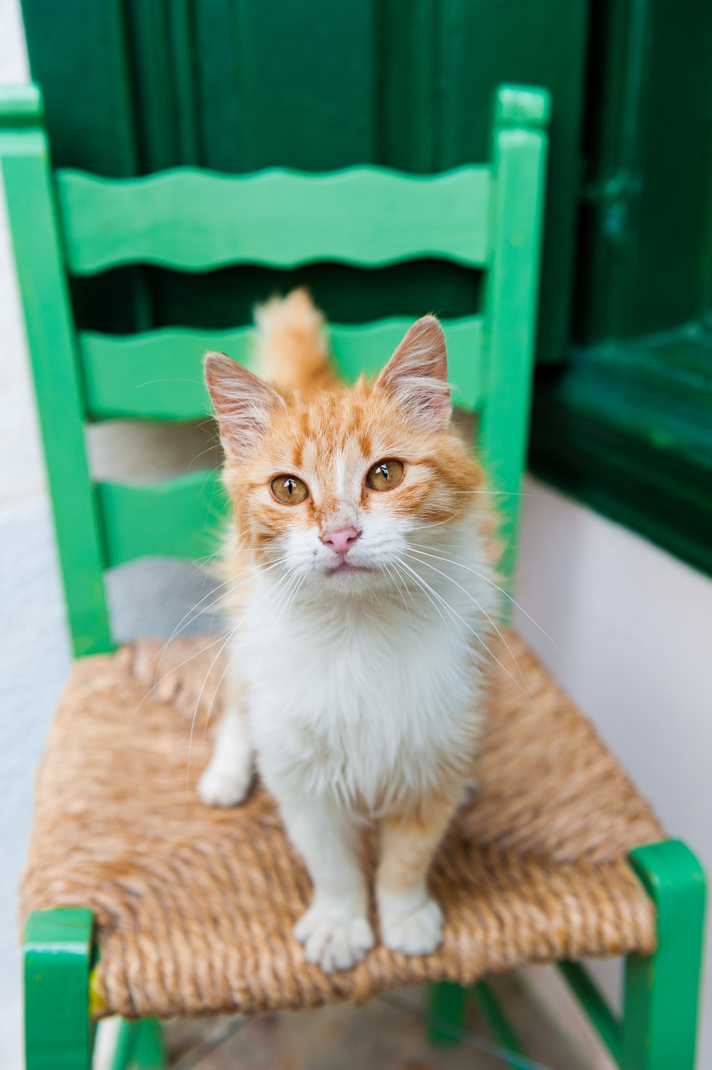 De foto op de stoel is veel rustiger. Bovendien kleurt z'n oranje vacht mooi met het groen van de stoel en de kozijnen op de achtergrond.