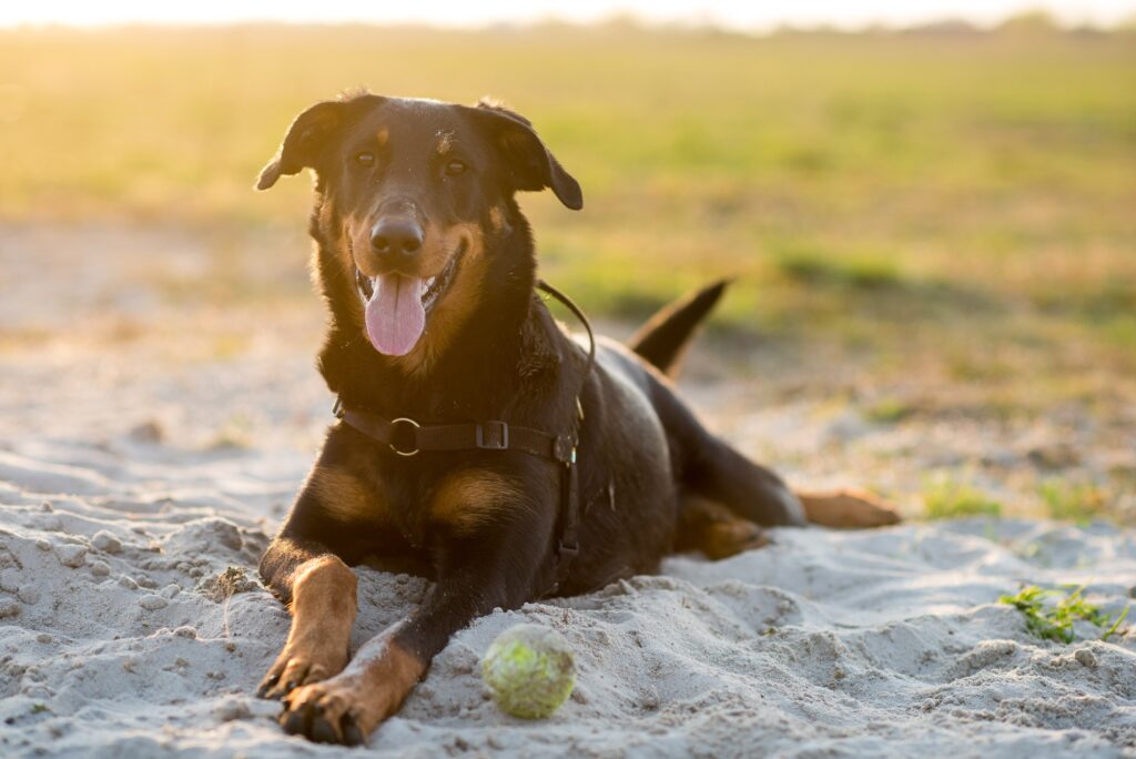 Een van mijn lievelingsfoto's van JJ. Ze kijkt zo blij
