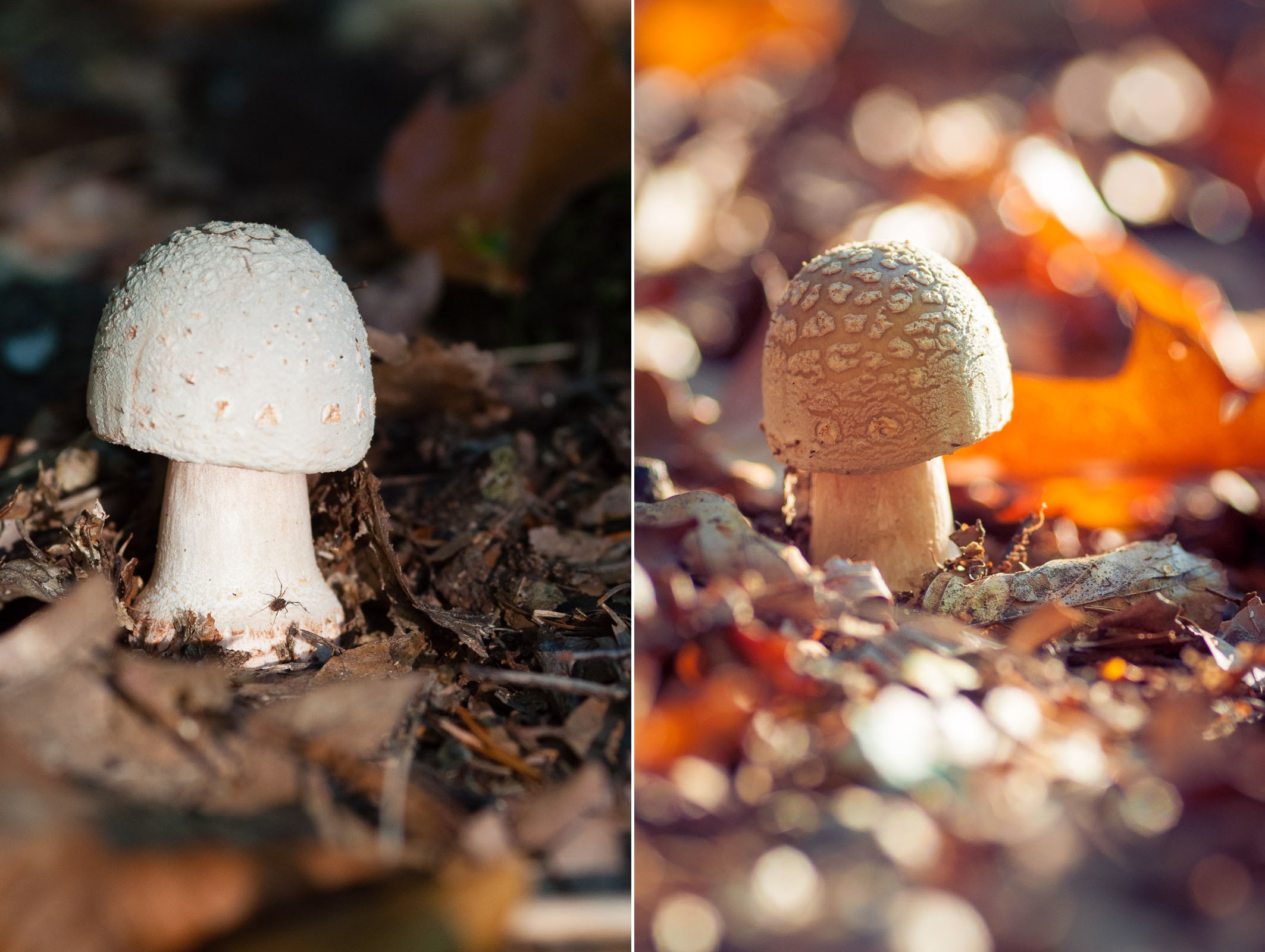 Meelicht vs tegenlicht