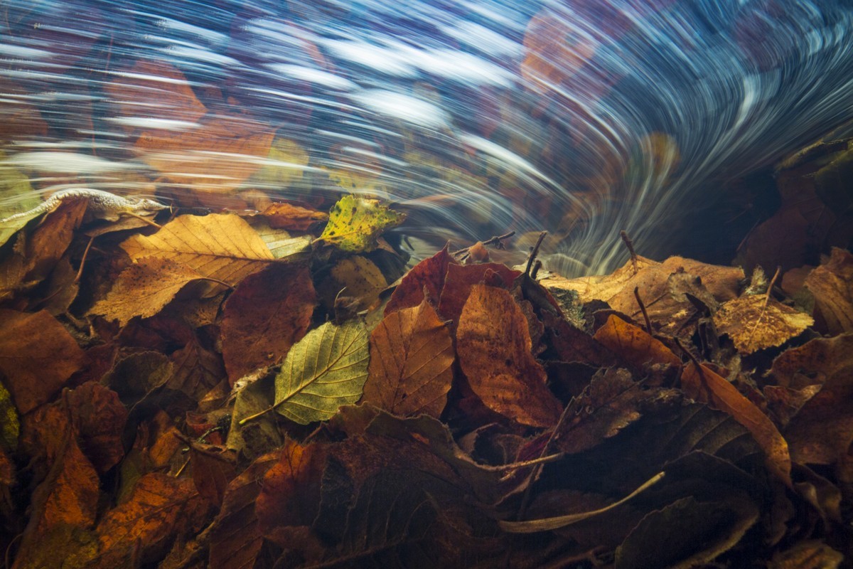 Theo Bosboom - Reis van de herfstblaadjes
