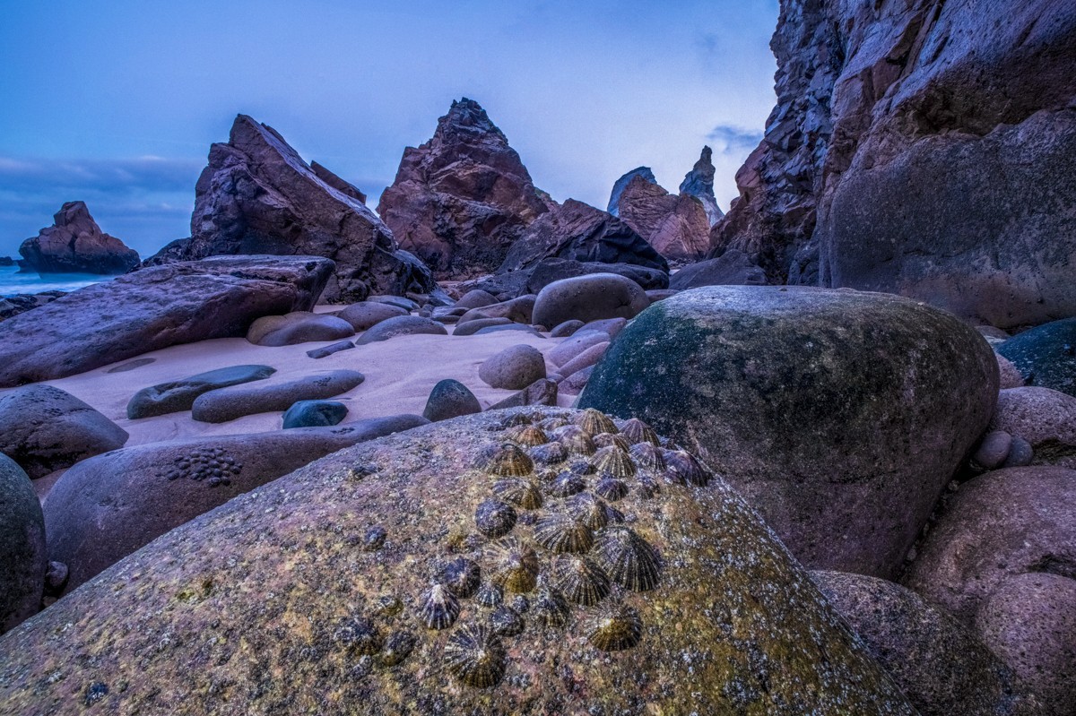 Theo Bosboom - Zeeslakken in habitat (Portugal)