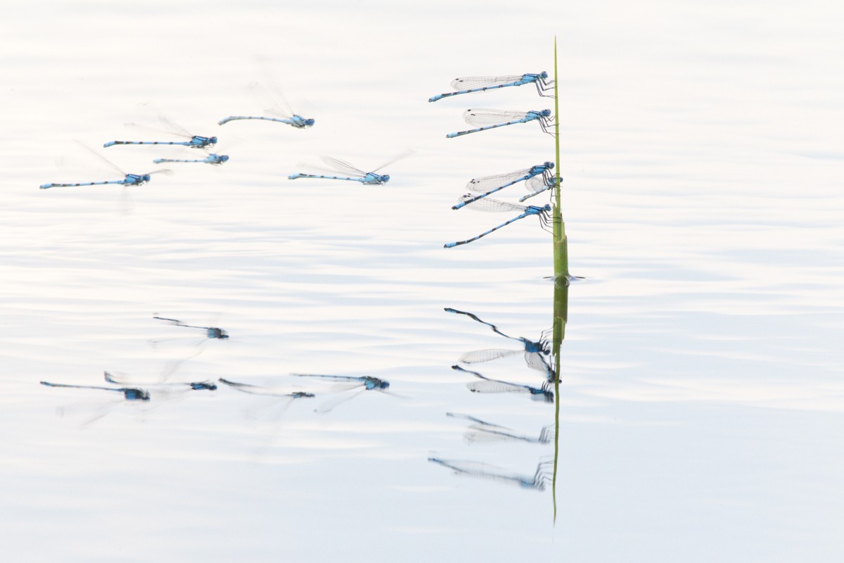 Theo Bosboom - Waterjuffers