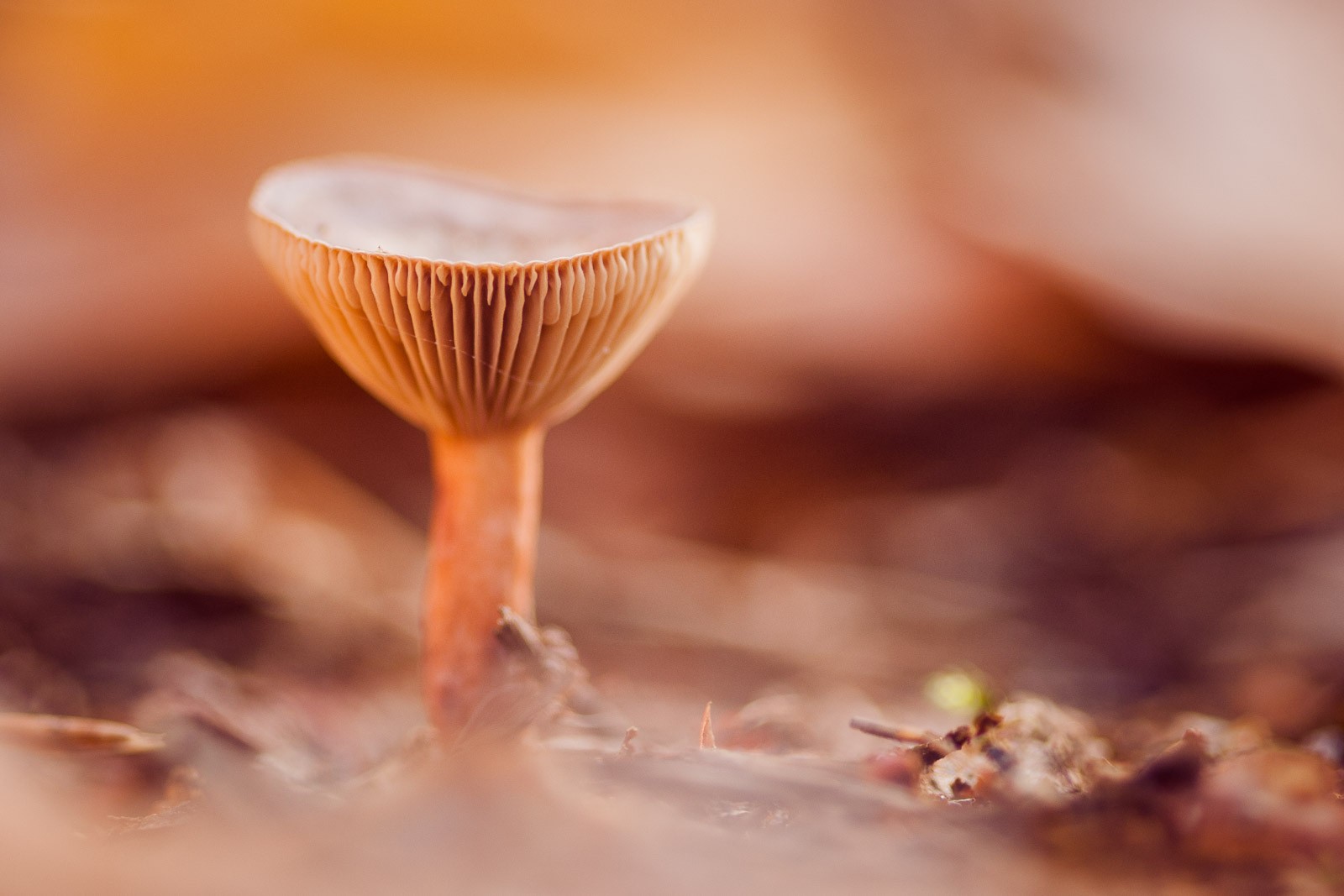 Tuinieren bij de paddestoel foto