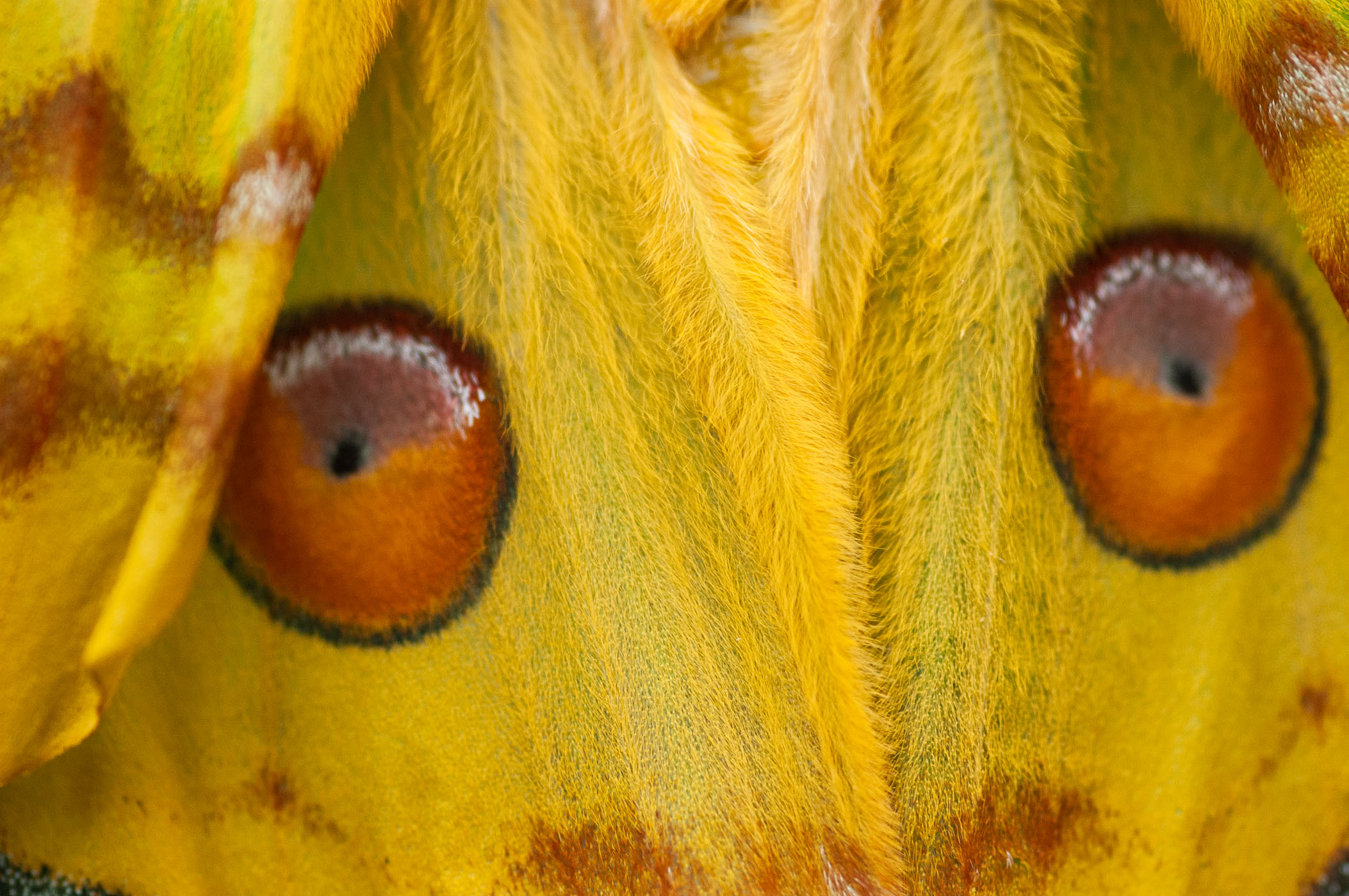Detailopname van de grote vleugels van een komeetstaartvlinder (Argema Mittrei)