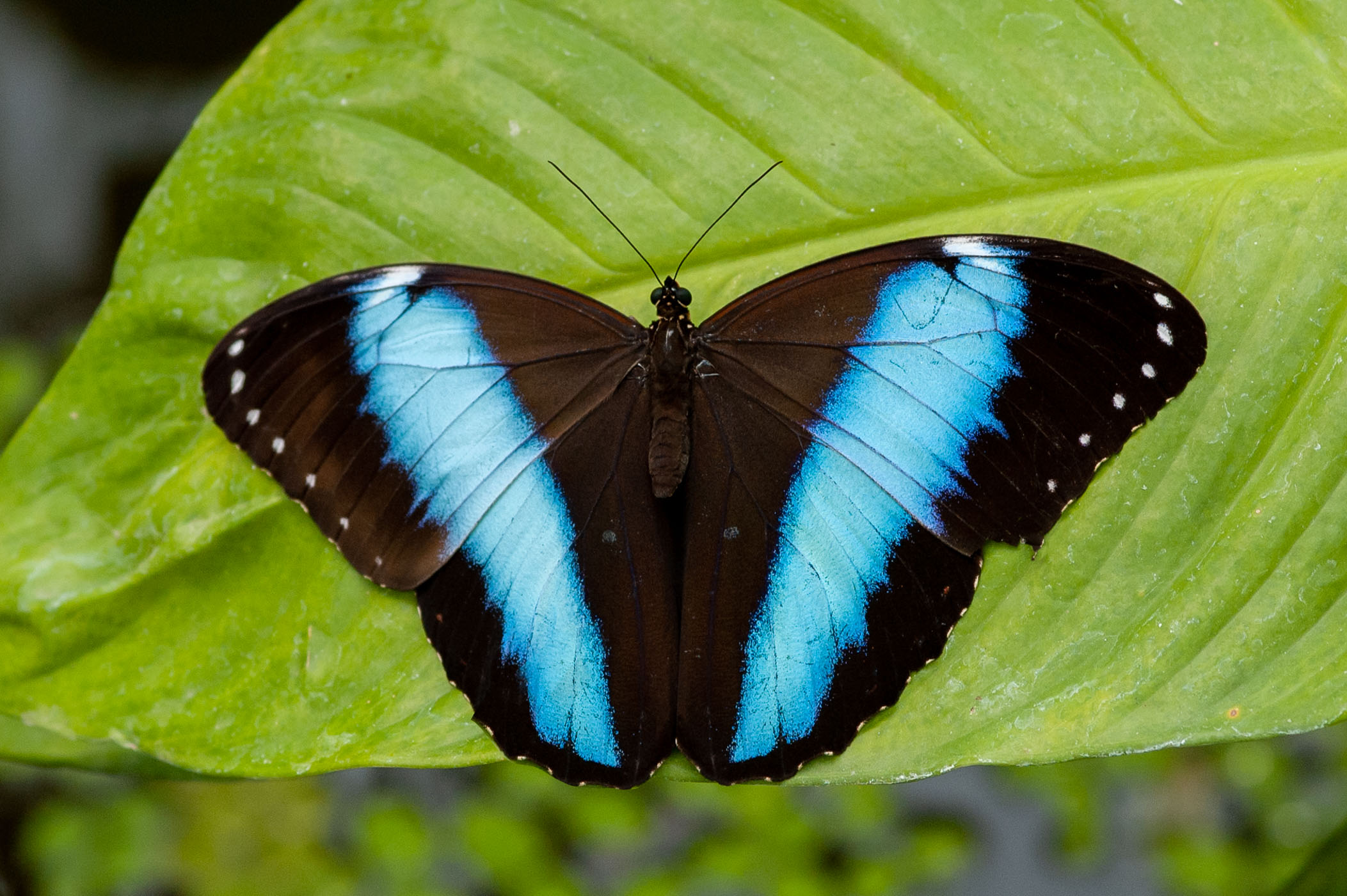 Blauwe morpho: vlinders fotograferen in vlindertuin