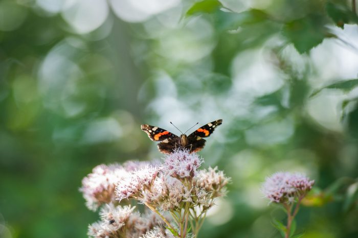 Vlinder op koninginnekruid gefotografeerd met telelens