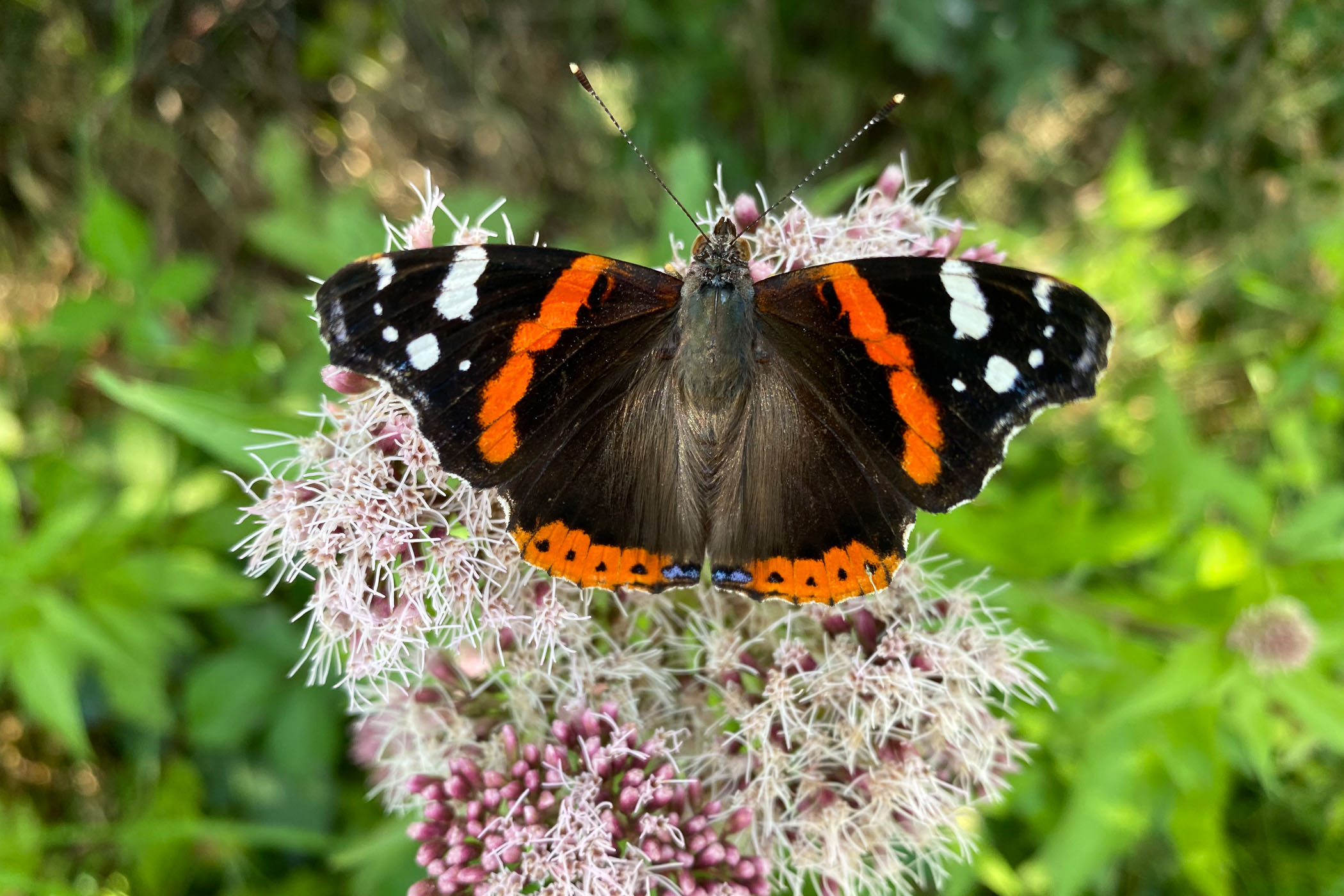Atalantavlinder met iPhone 11 gefotografeerd