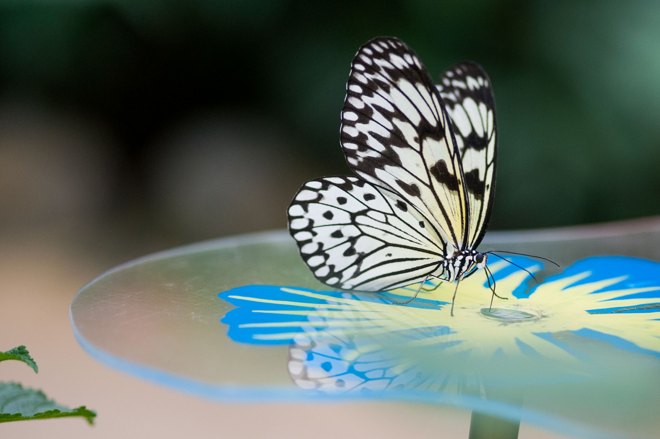 Papiervlinder op drinkbakje in vlindertuin gefotografeerd
