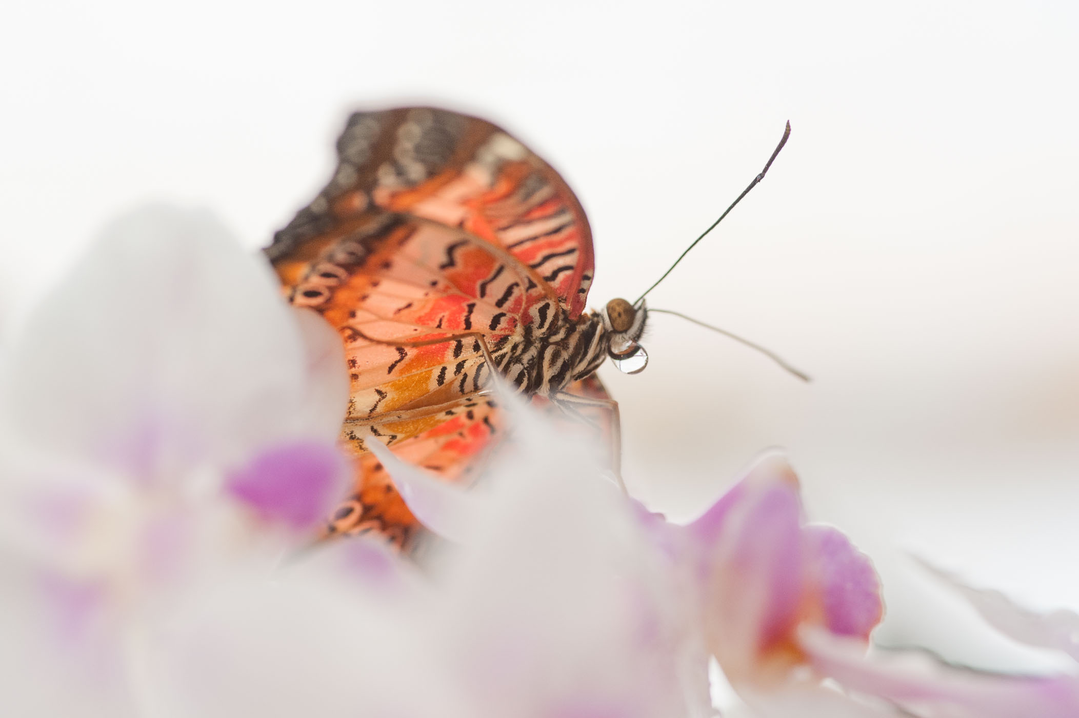 Oranje vlinder op witte orchidee