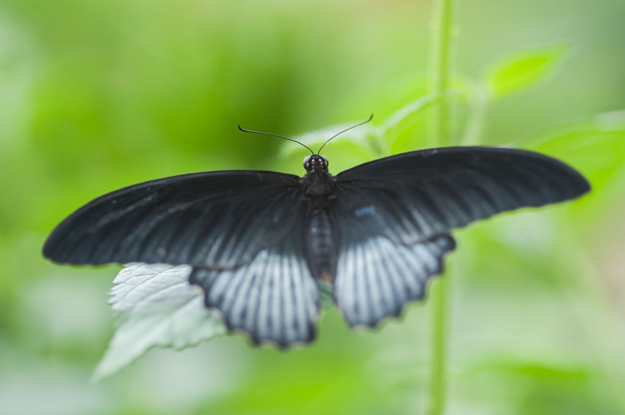 Vlinderfotografie in vlindertuin
