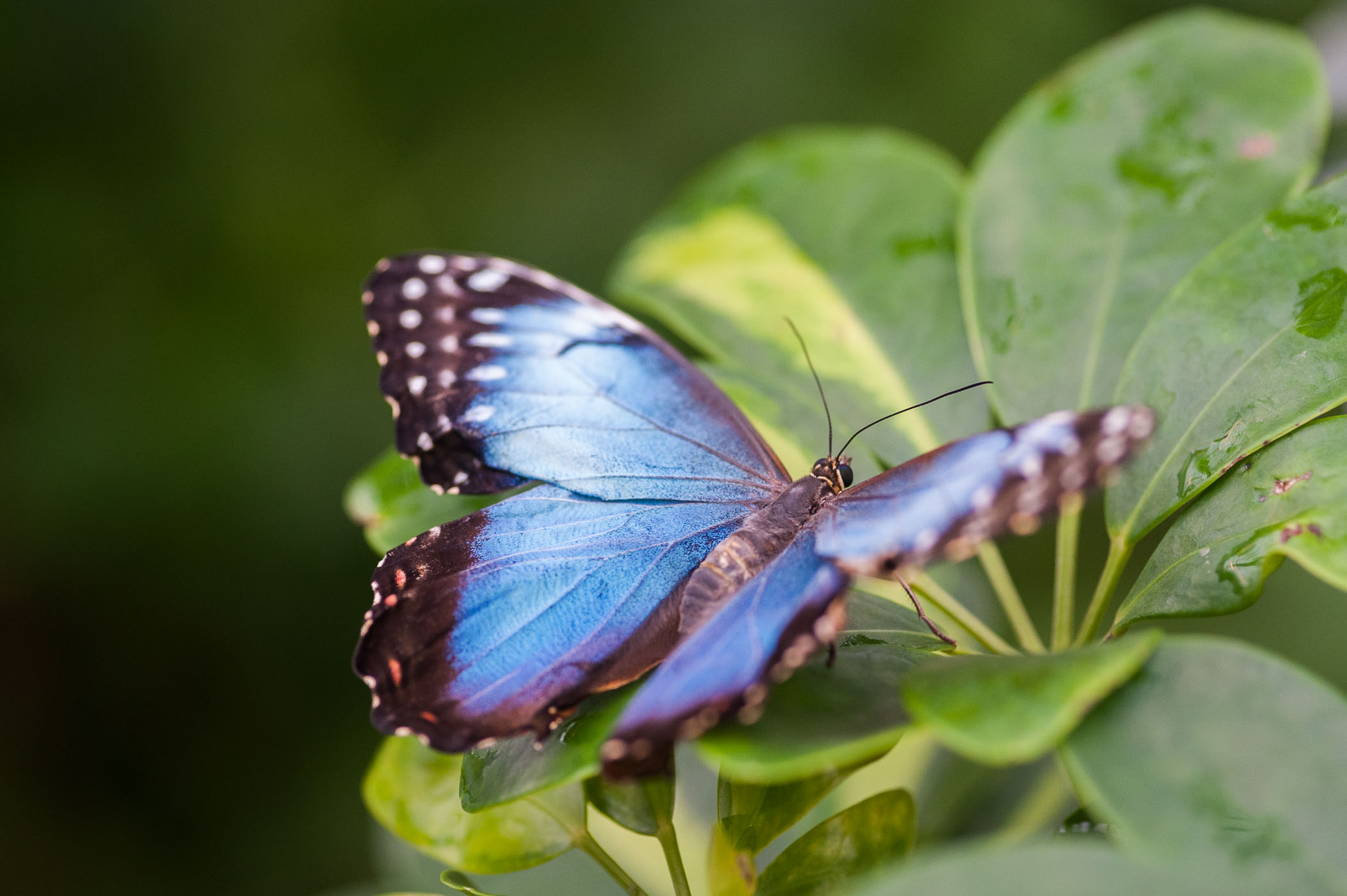 Morpho vlinder in vlindertuin gefotografeerd, blauwe vleugels goed zichtbaar