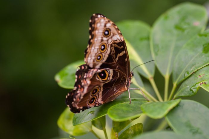 Morpho vlinder met gesloten vleugels, gefotografeerd in vlindertuin