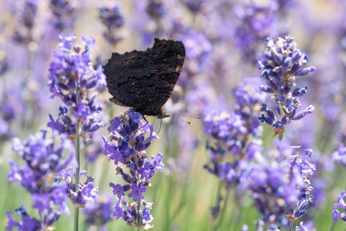 Vlinder op lavendel met gesloten vleugels