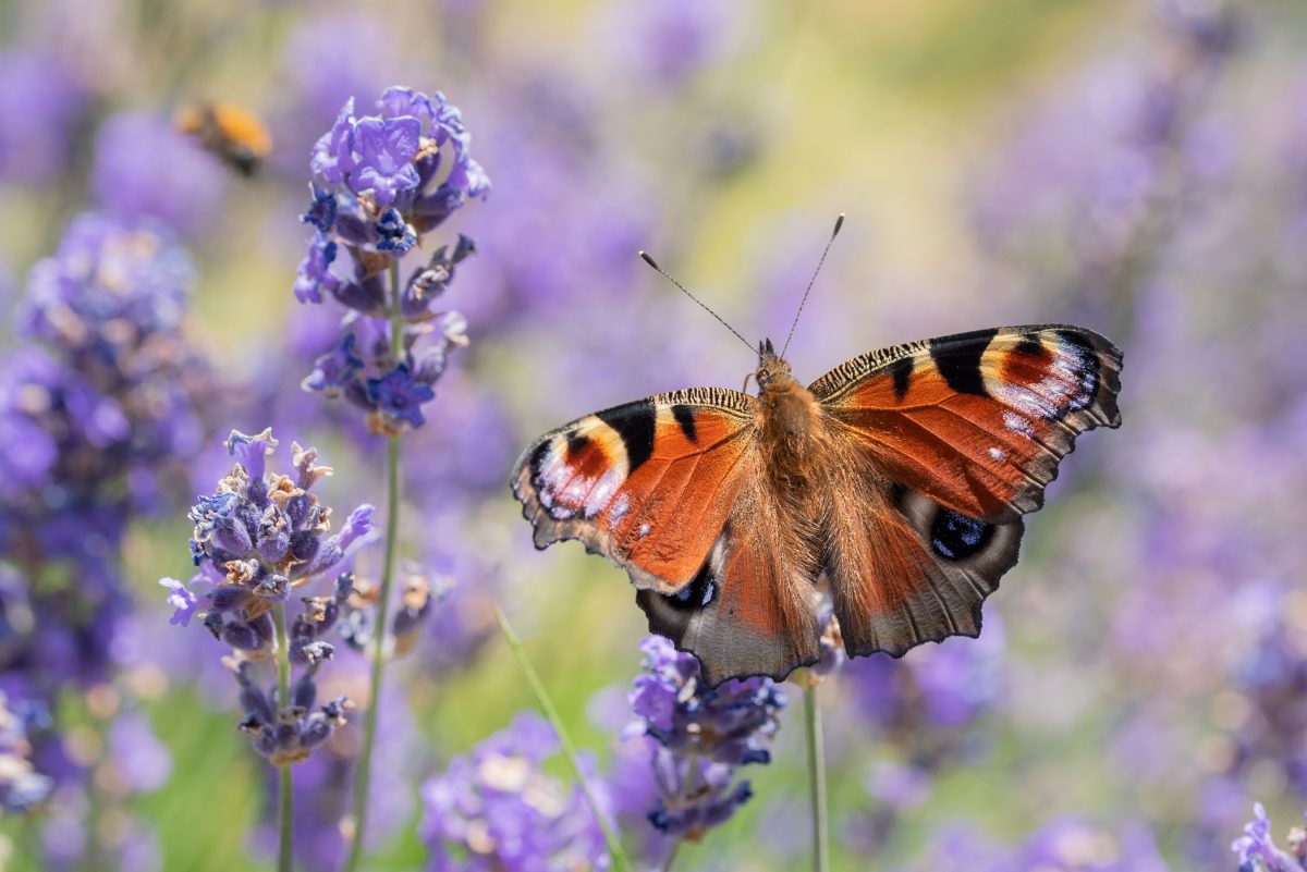 Vlinders fotograferen: heel veel tips • Vink Academy