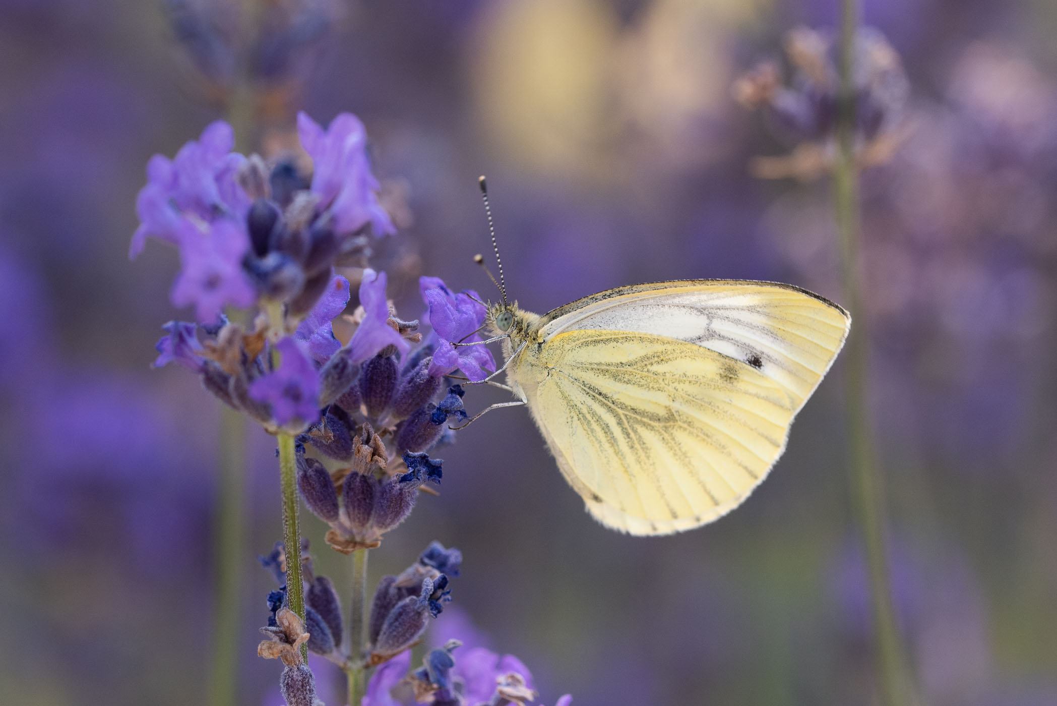 Een klein geaderd witje gefotografeerd tussen de lavendel