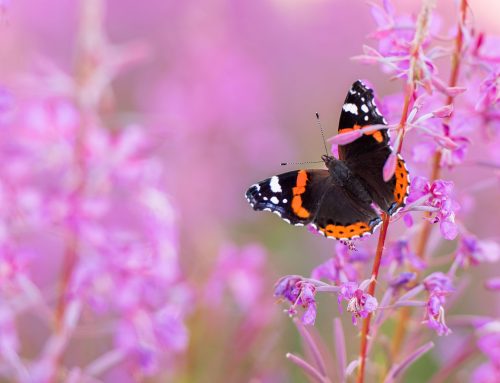 Tips voor vlinders fotograferen