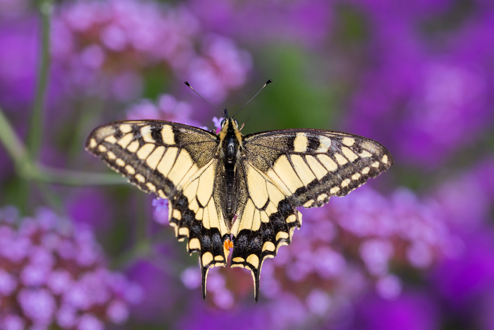 Koninginnepage op paarse bloemen
