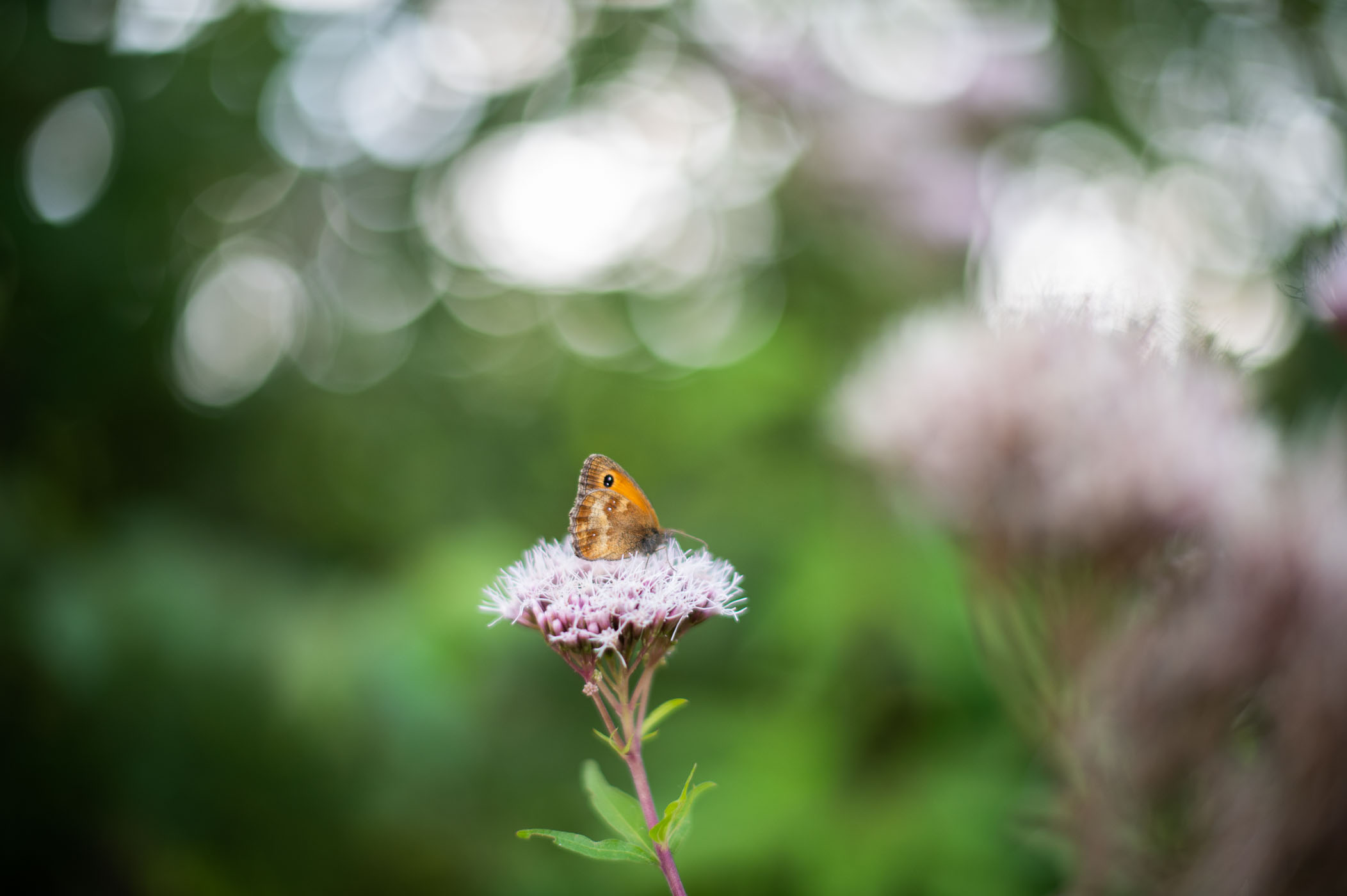 Vlinder oranje zandoogje gefotografeerd met 50mm lens. 