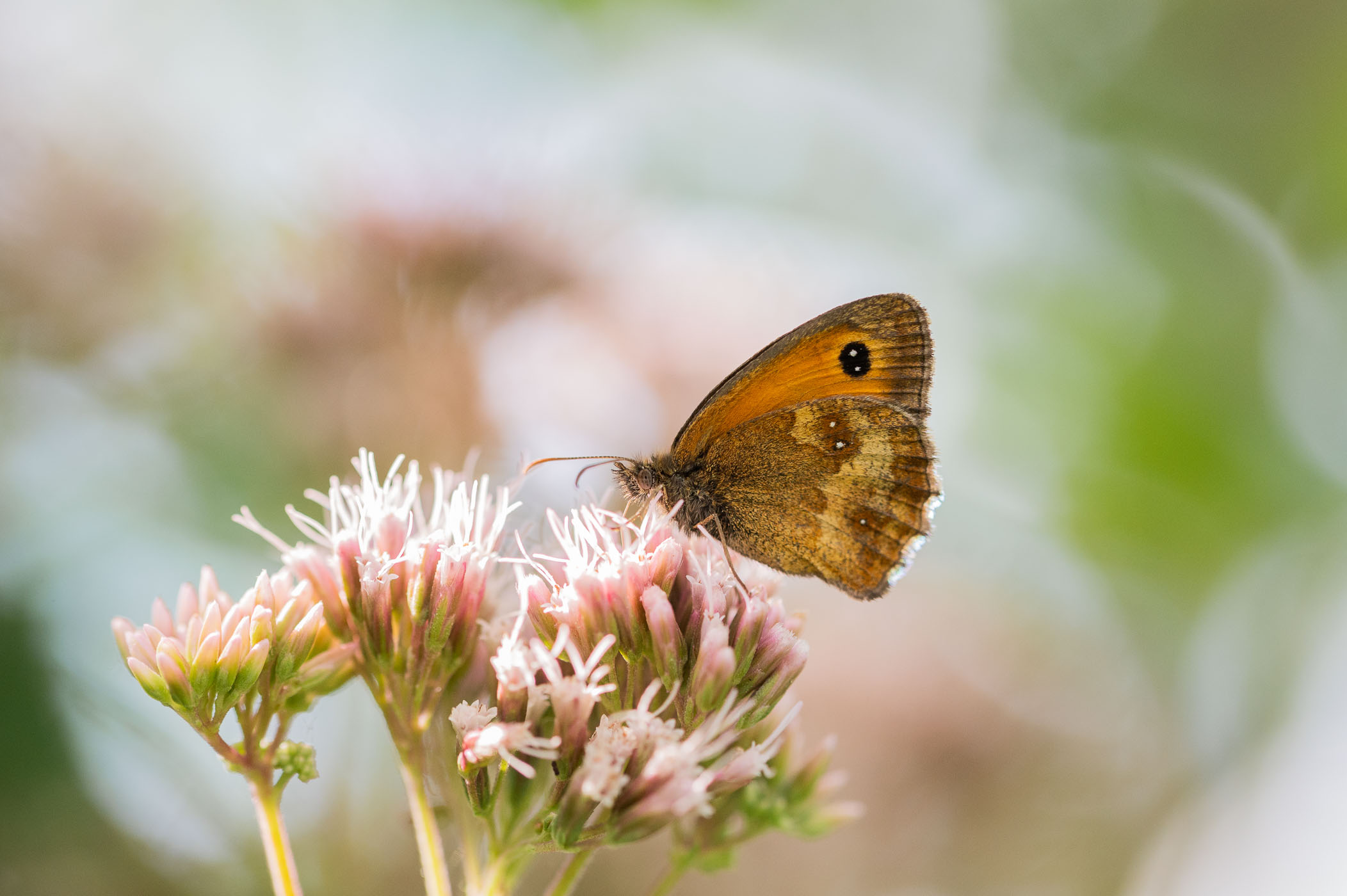 Macrofoto van vlinder