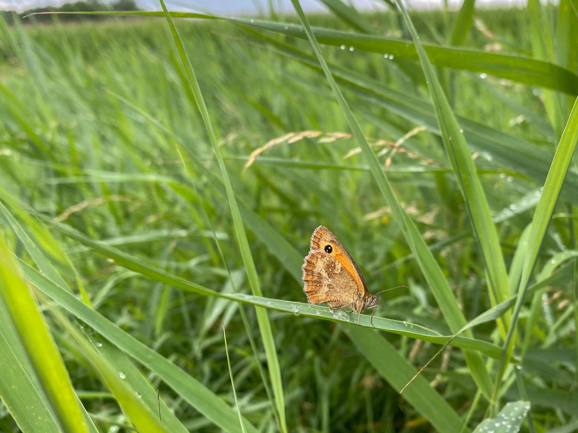 Vlinder fotograferen met een smartphone, kan dat? Jazeker!