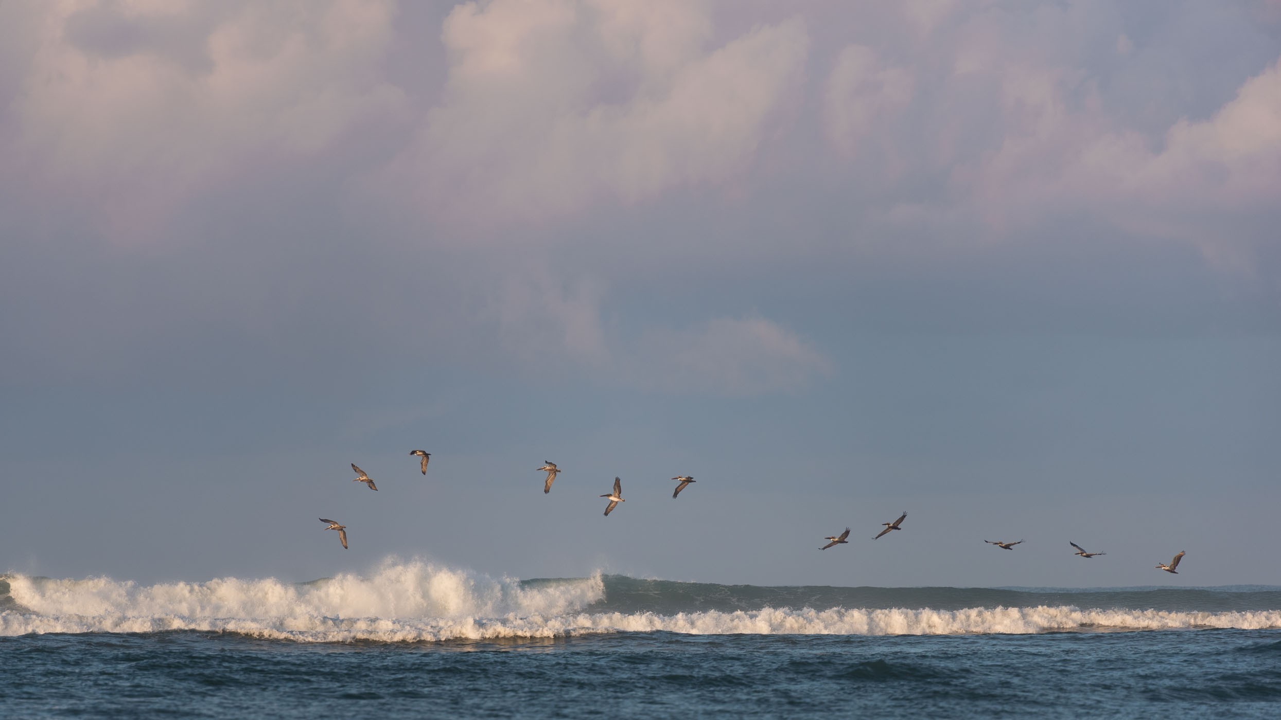 Deze pelikanen 'surfden' gracieus over de golven. (Costa Rica)