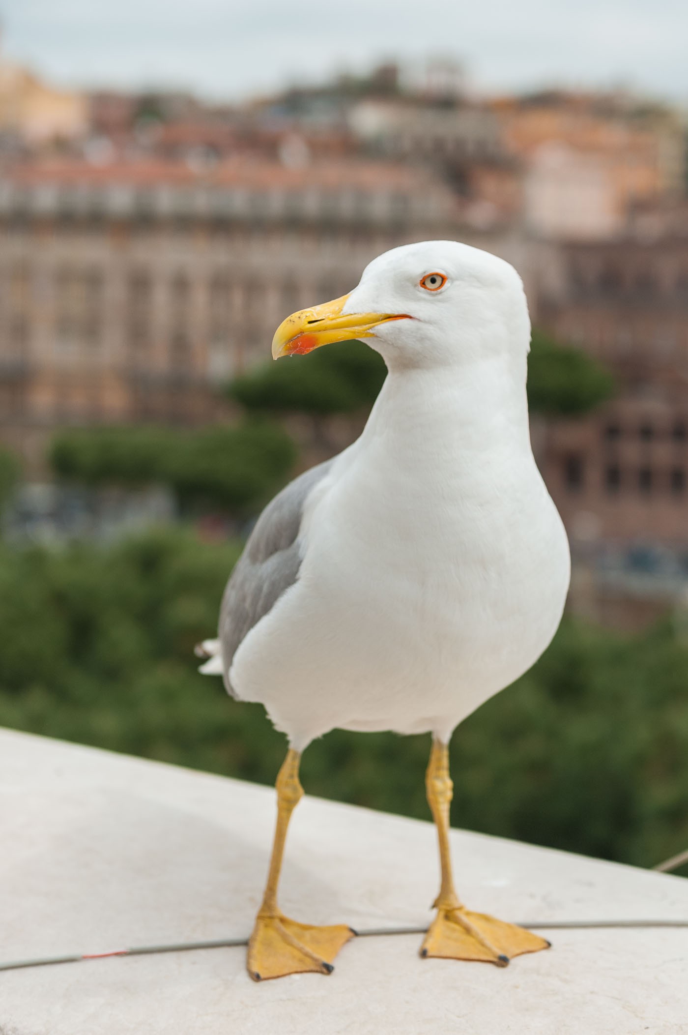Lens bij vogelfotografie
