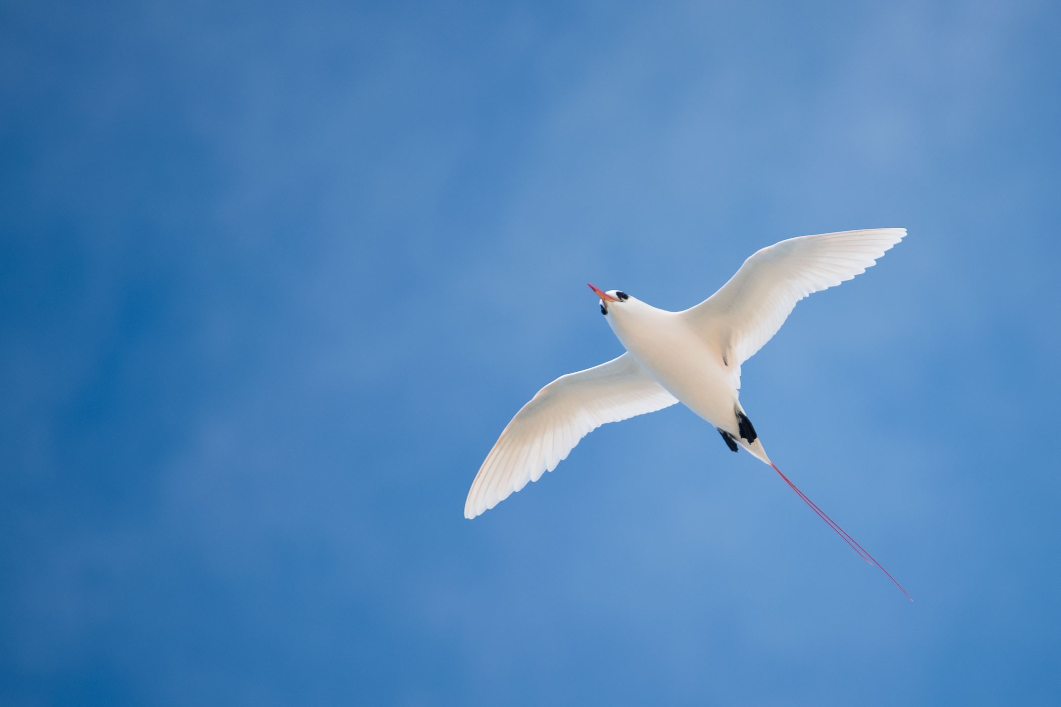 Redtailed tropic bird