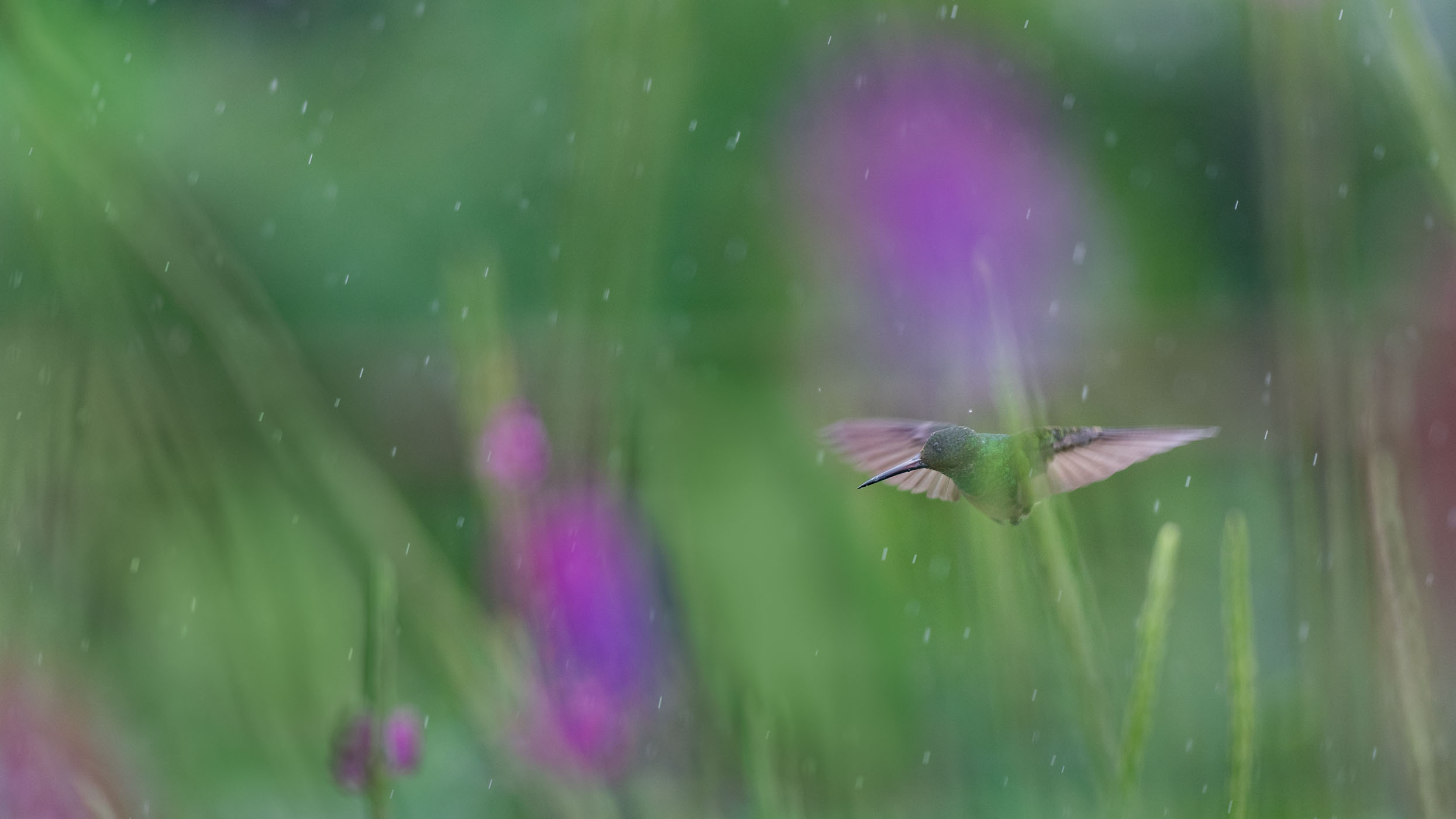 Kolibrie in de regen
