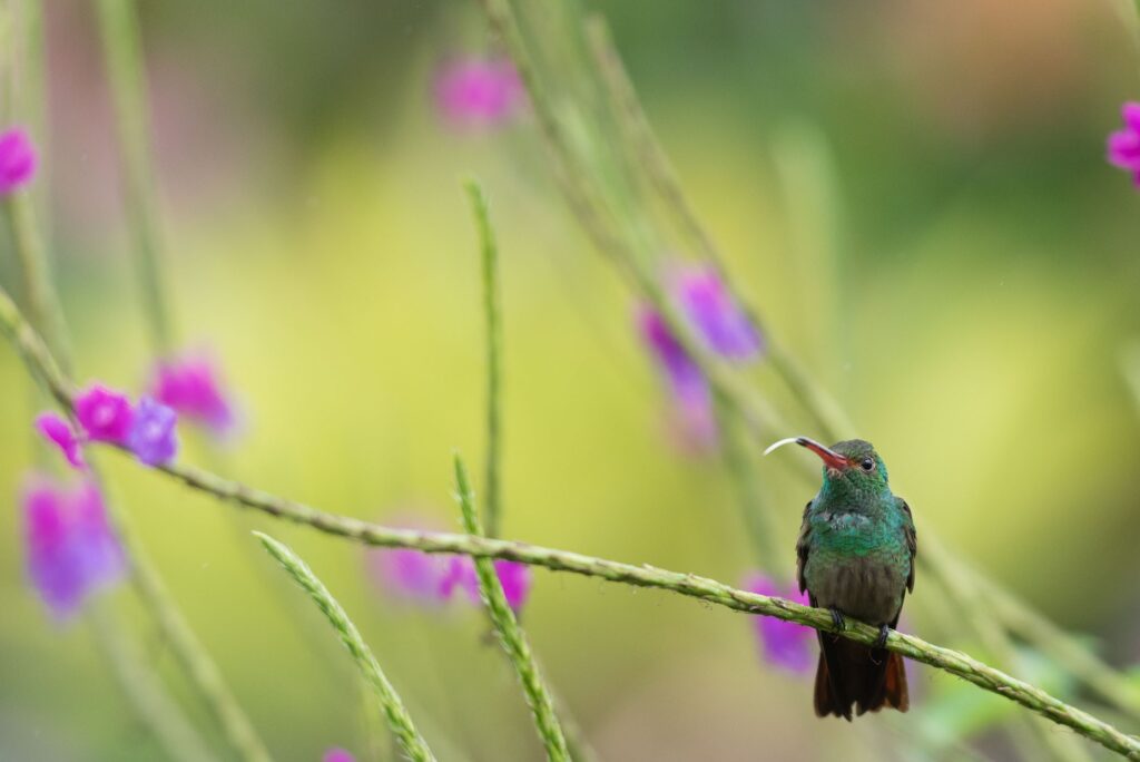 De kolibrie steekt zijn tong uit, hihi!