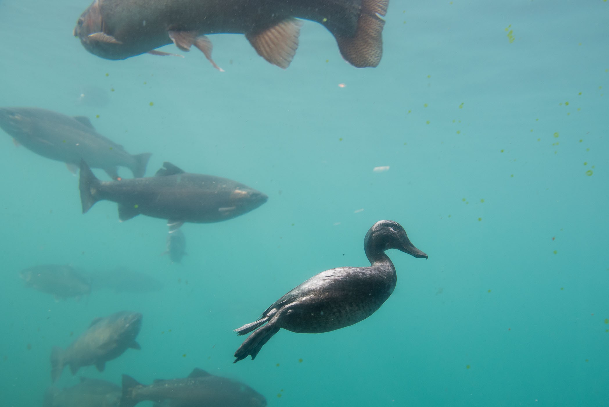 Vogel onderwater fotograferen
