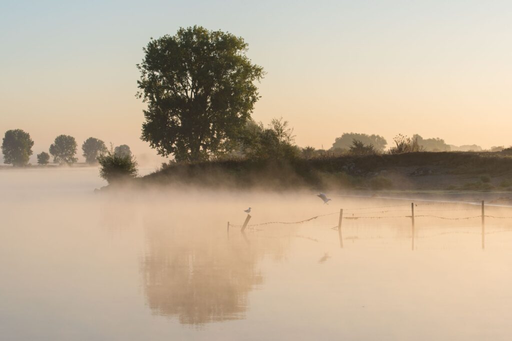 Vogel in het landschap
