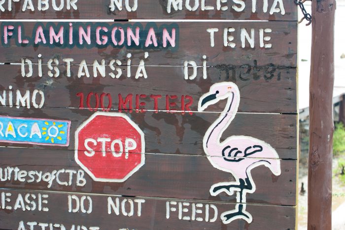 Flamingo's op curacao: niet voeren