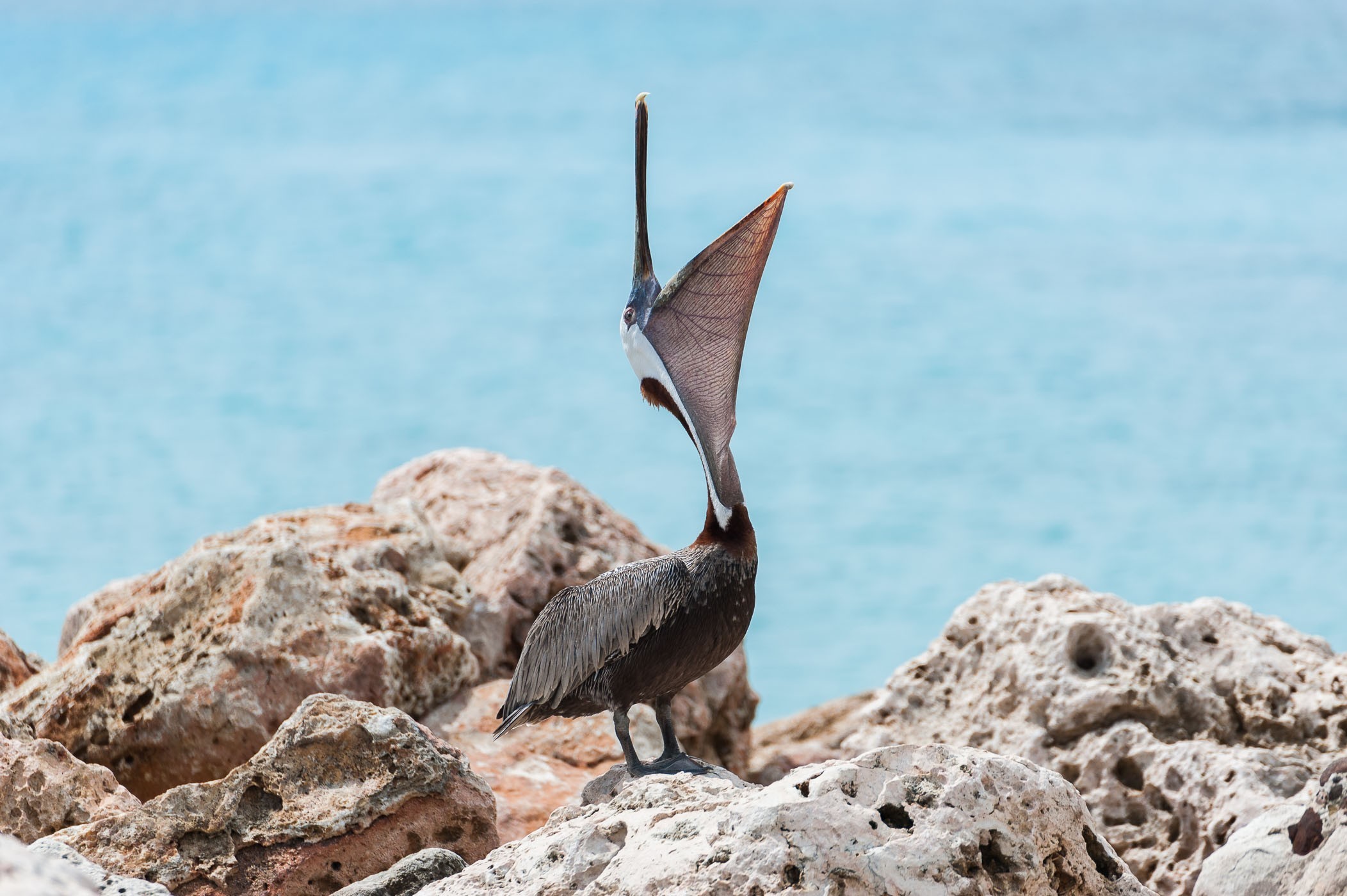 Pelikaan fotograferen