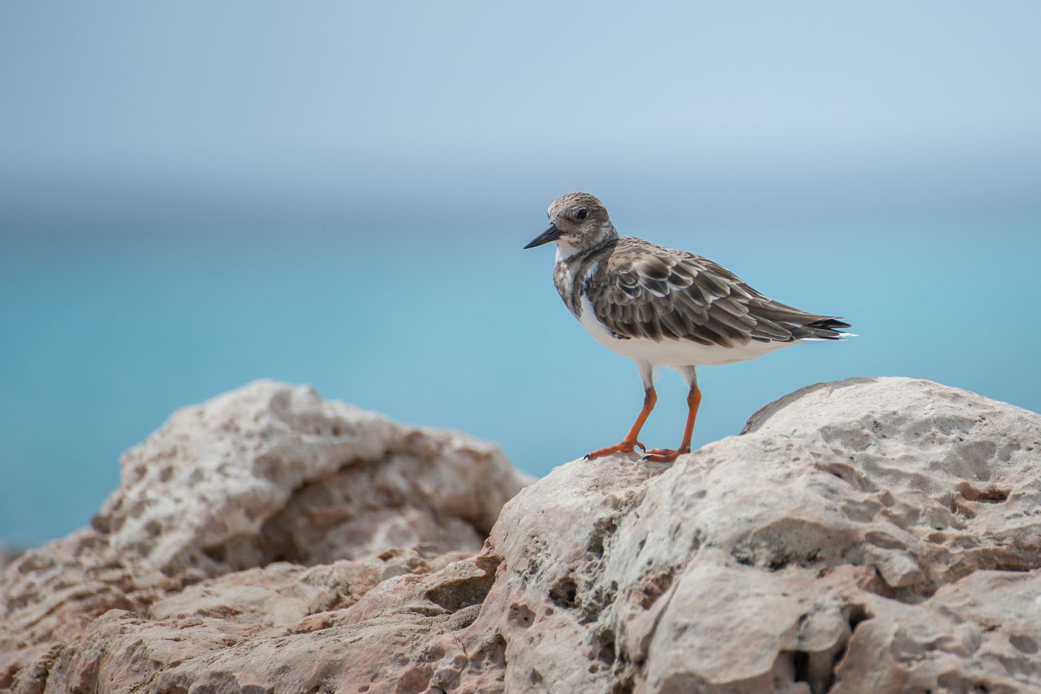 Gefotografeerd op 300mm.