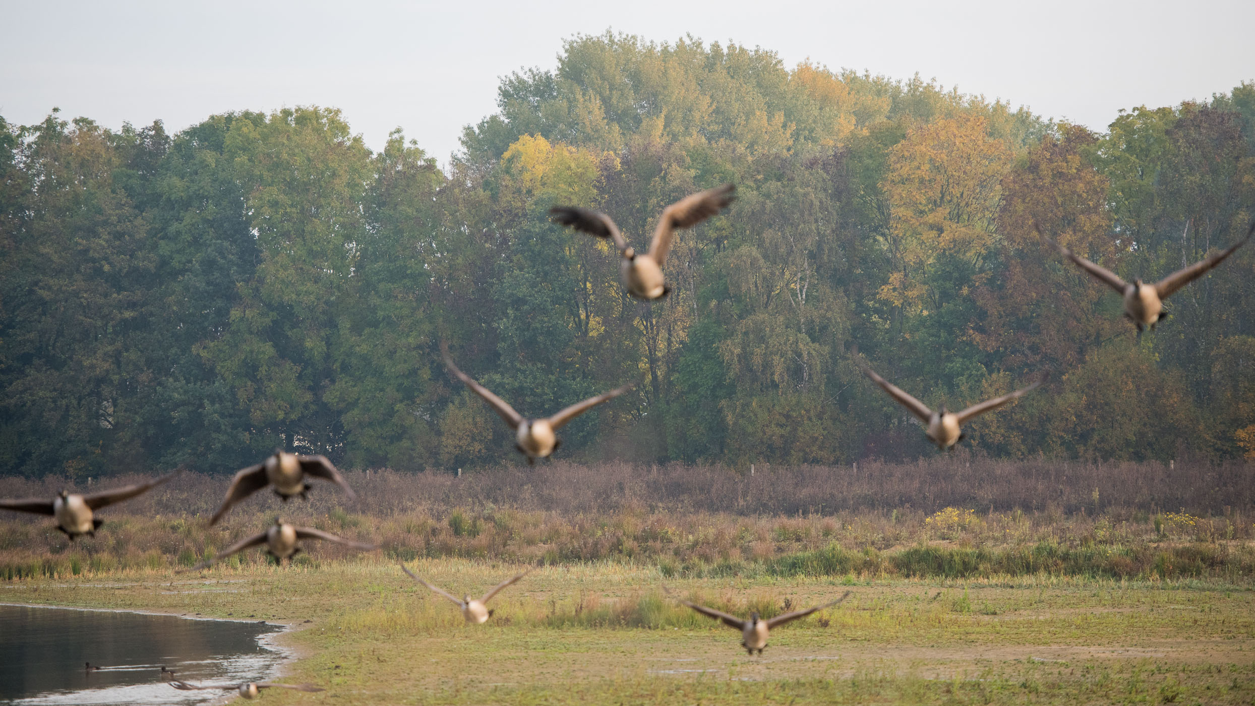 Vogels fotograferen