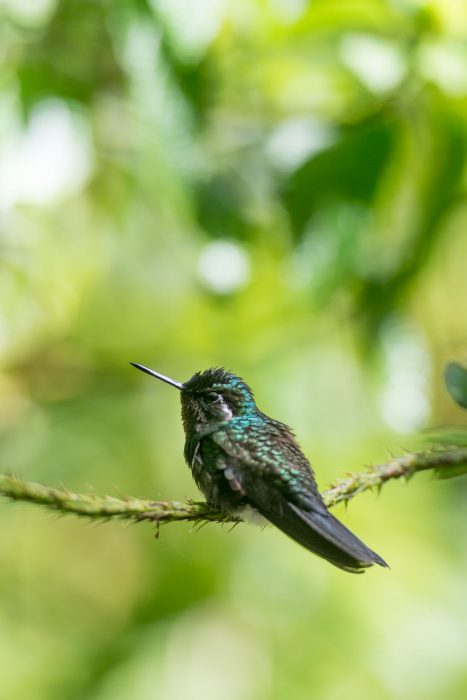 Kolibrie fotograferen