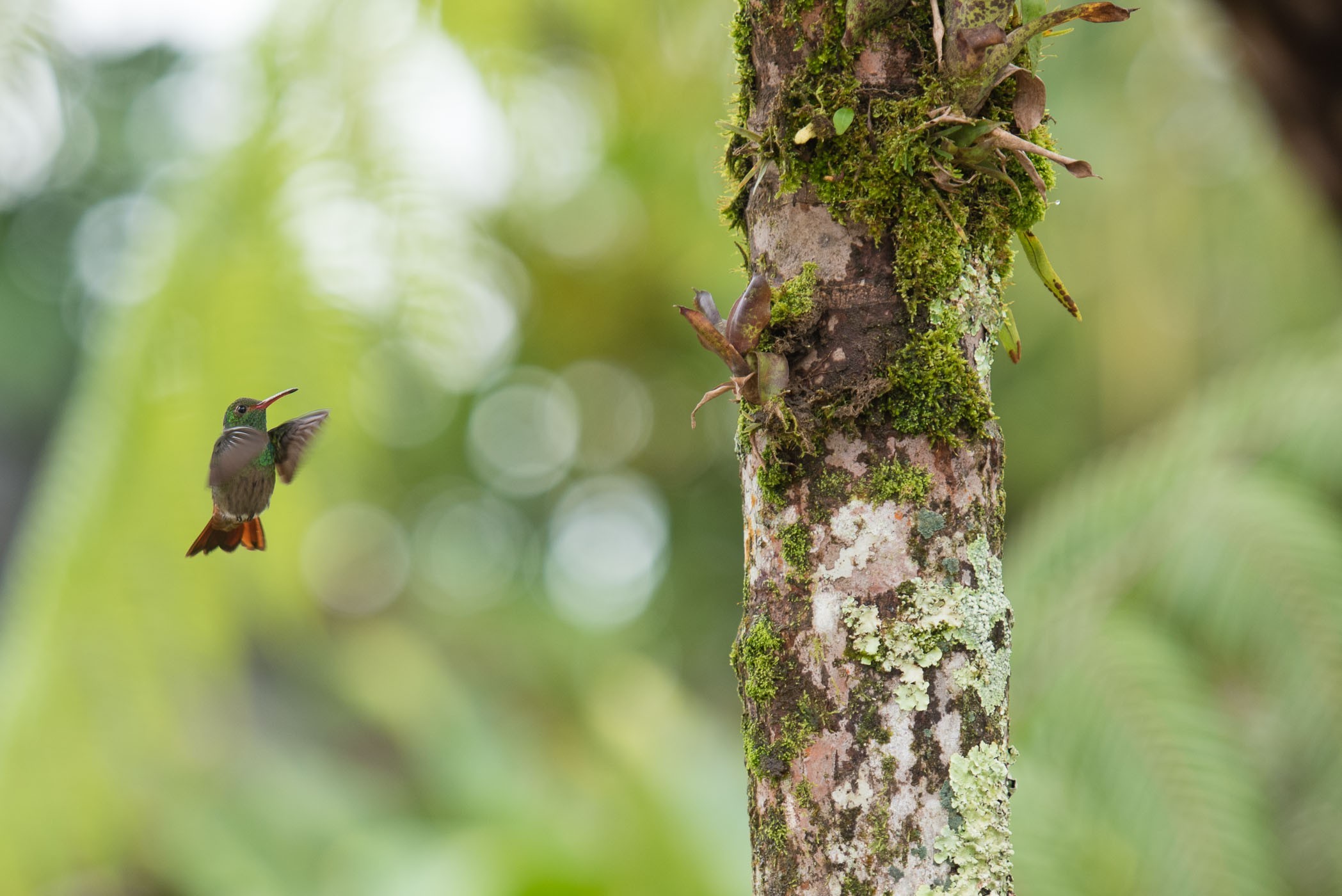 Kolibrie in de lucht