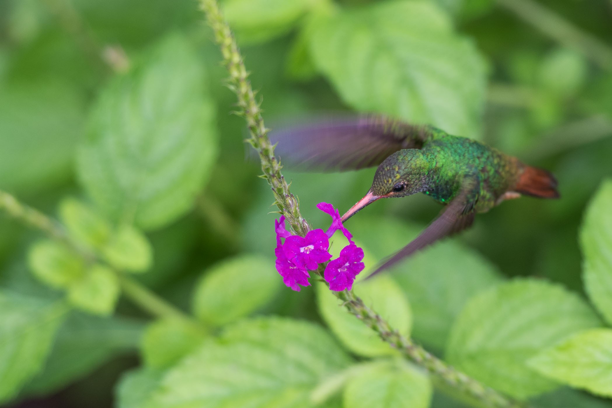 Vogelperspectief bij het fotograferen van vogels