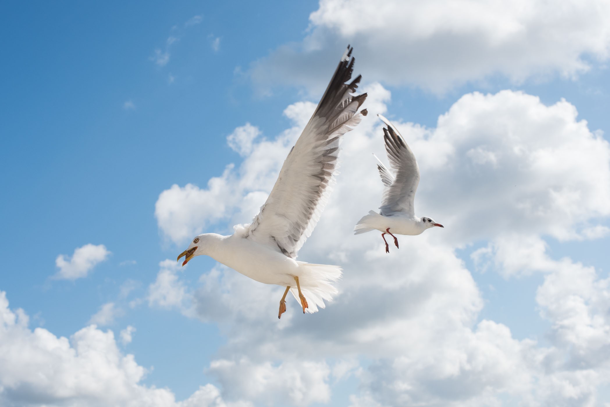 Sluitertijd bij vliegende vogels