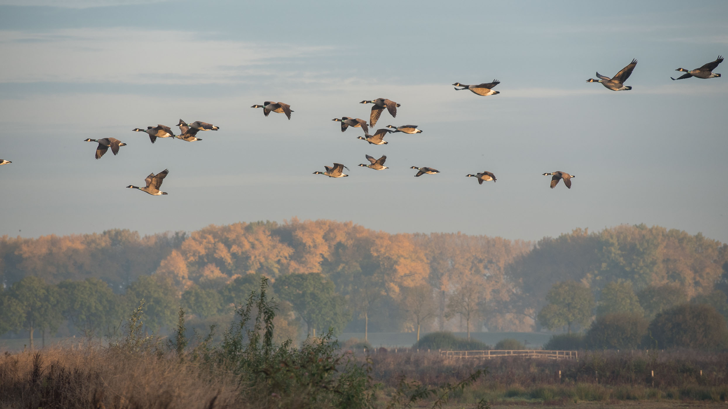 Voorbijvliegende ganzen