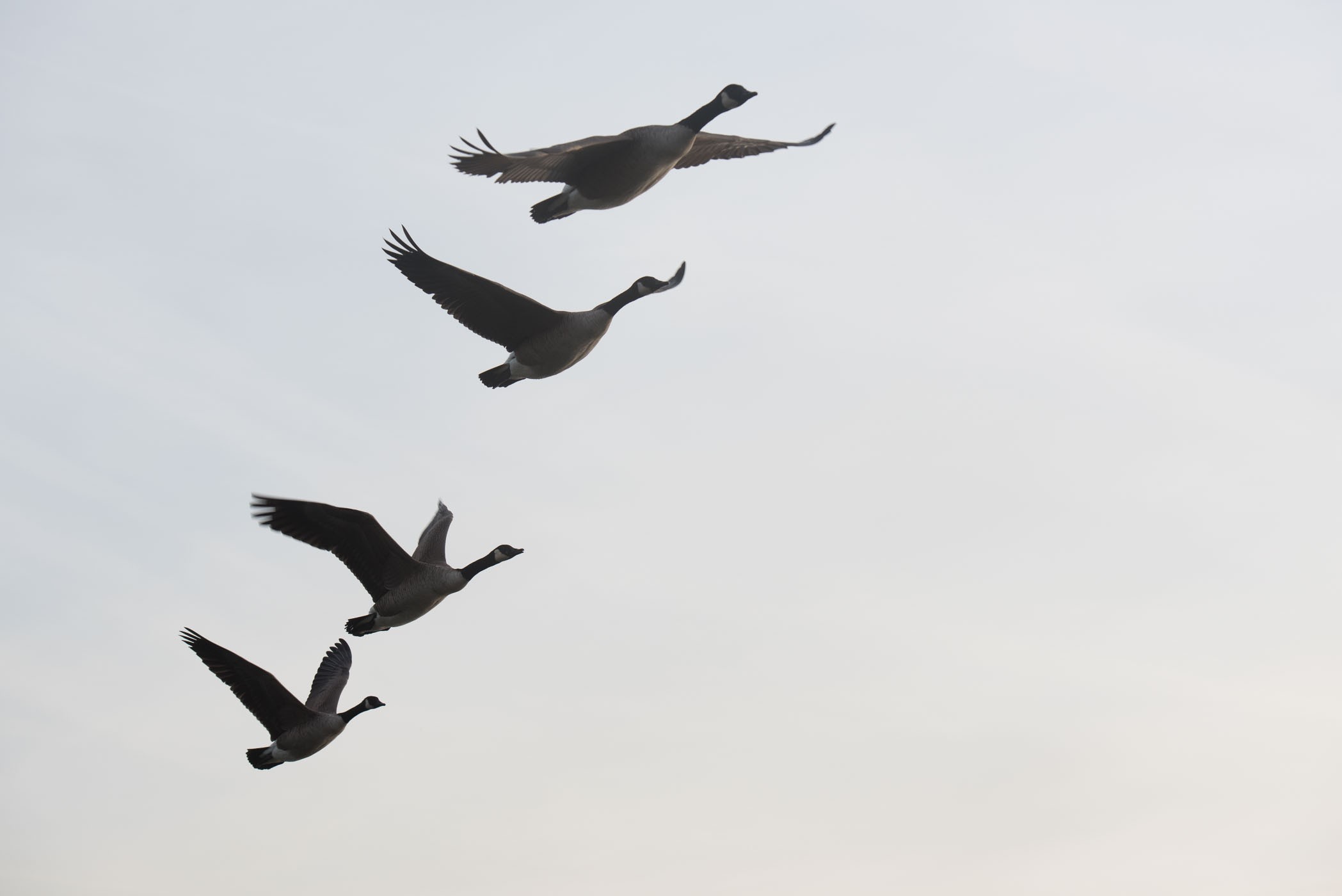 Lichtmeting bij vogels fotograferen