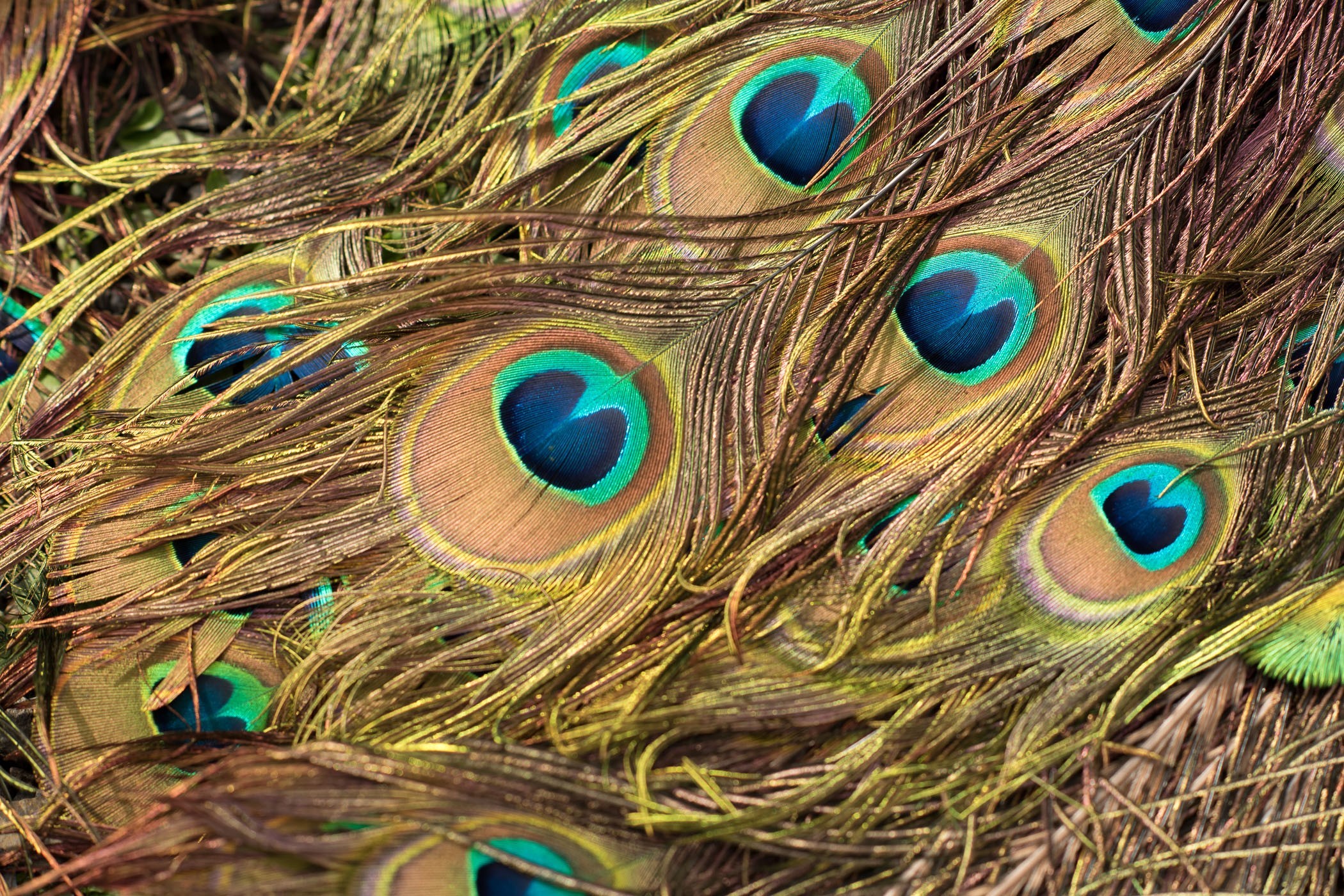 De staart van een pauw