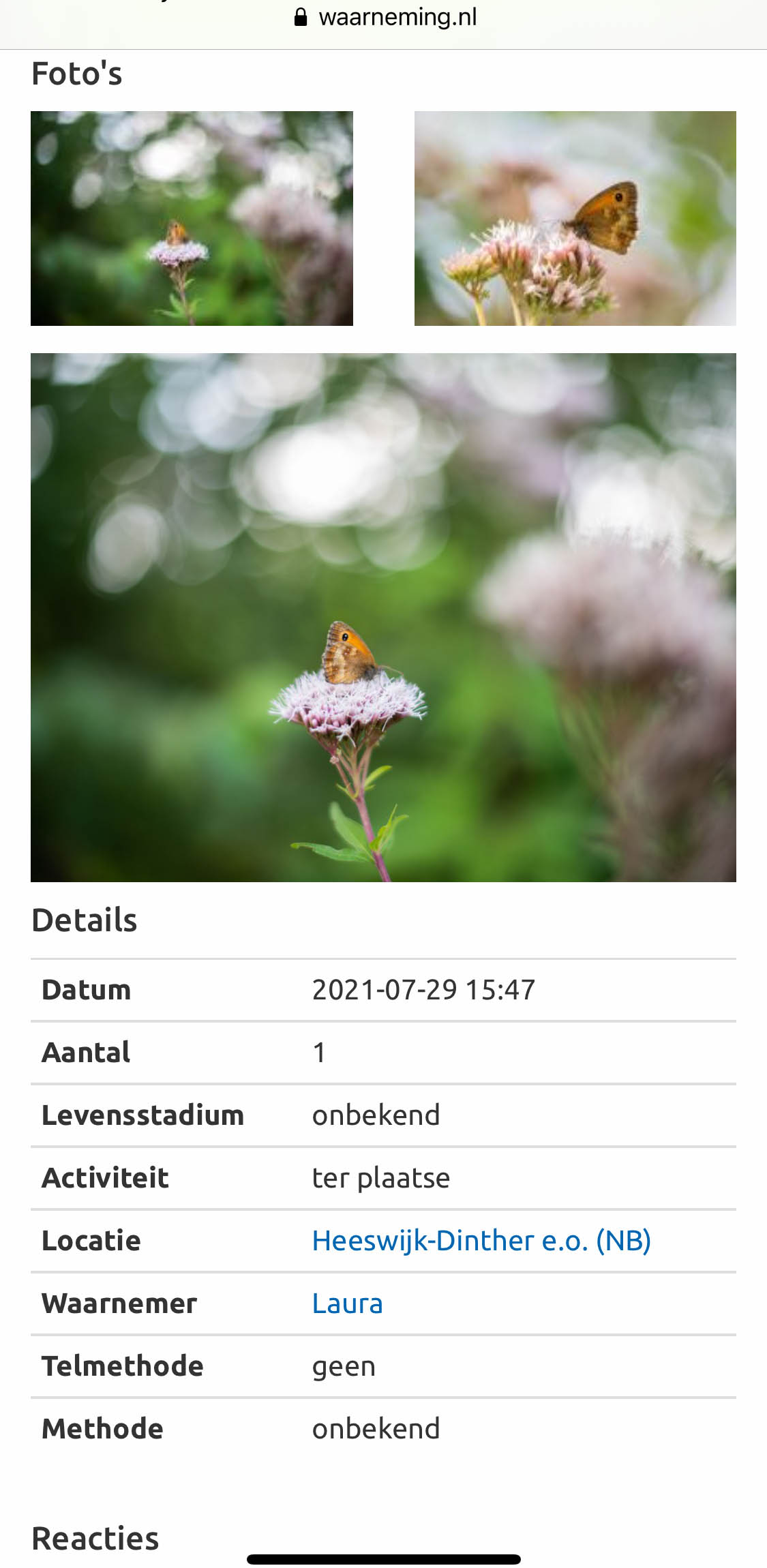 Voorbeeld van een waarneming van een oranje zandoogje vlinder op de site waarneming.nl