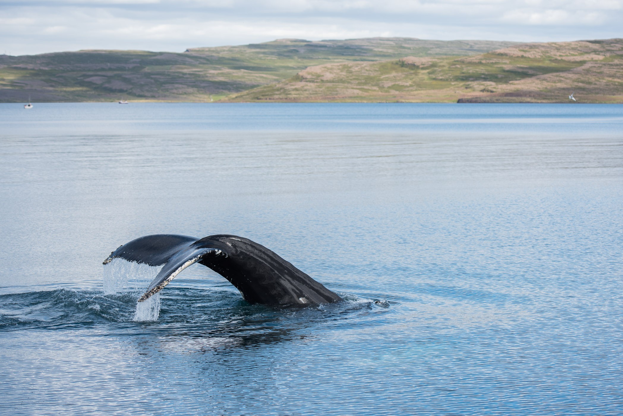Deze walvis maakt een diepe duik! Het kan dan wel 20 minuten duren voordat-ie weer bovenkomt.