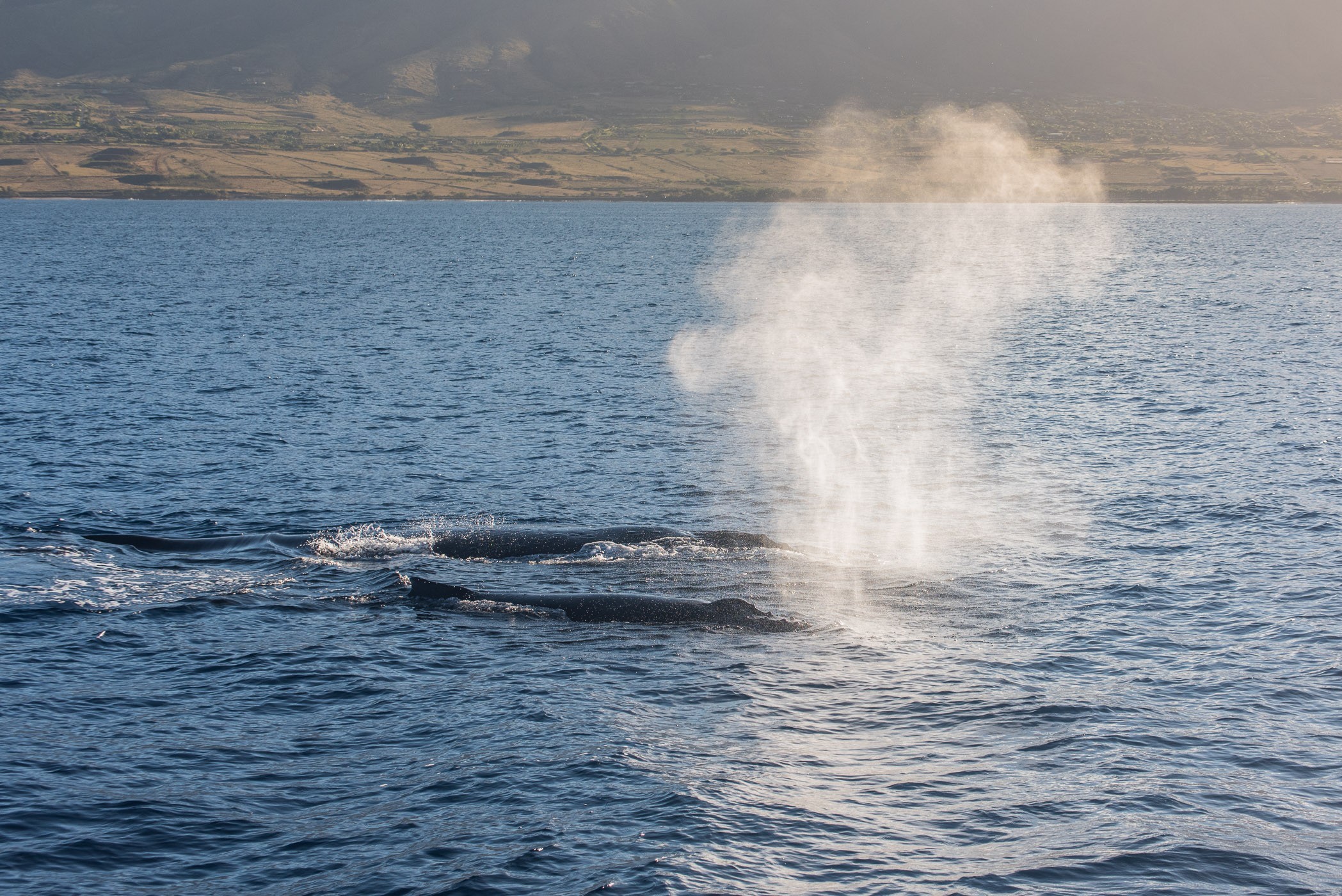 Een moeder walvis en haar jong, vlak voor de boot (70mm)
