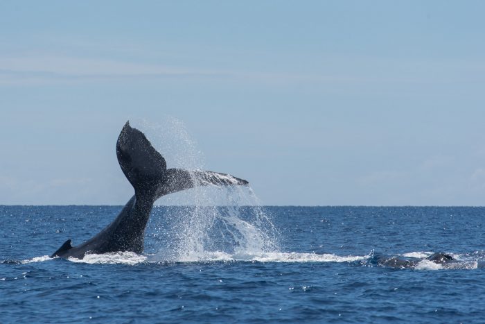 Een mama-walvis slaat agressief met haar staart op het water (wel 20x) om een mannetjeswalvis te laten weten dat hij weg moet gaan bij haar en haar jong (rechts nog net in beeld) 