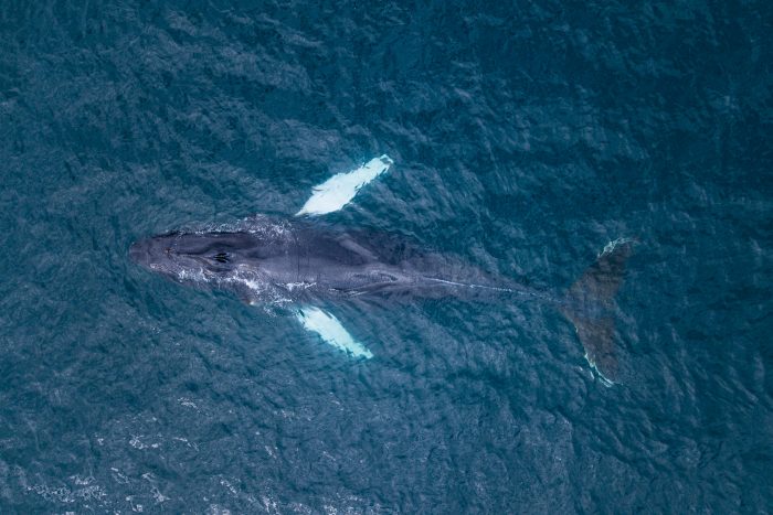 Een uniek standpunt: een walvis gefotografeerd met een drone. 